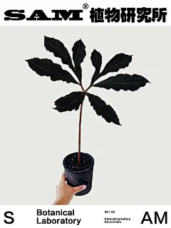 巫蛊百合| Amorphophallus Atroviridis. - 小红书