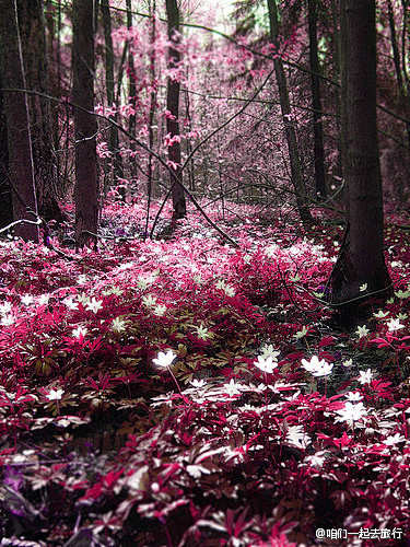 魔法般的森林~埃斯波，芬兰