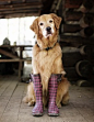 Another dog in boots for ya Beth!