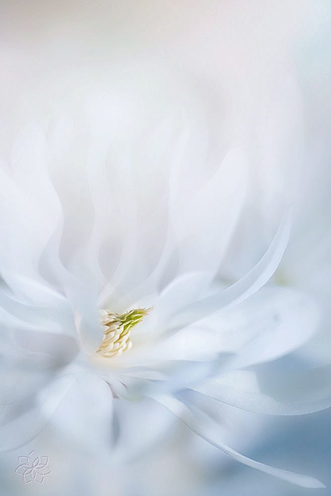 花卉背景