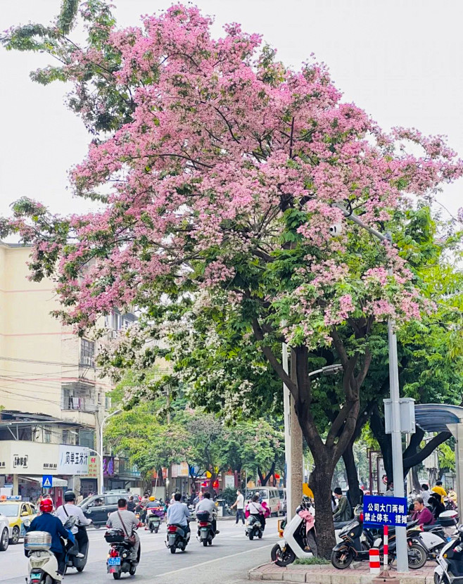 仪花 (10)