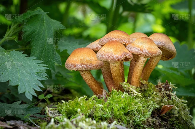 食用菌，俗称鞘丛木犀素材-花瓣网