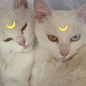  猫 妖
