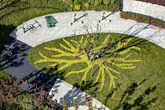 bluue洛采集到植物-主景树