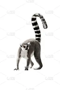 狐猴,尾巴,猴子,野生动物,猕猴,垂直画幅,高视角,猫科动物,白色背景,背景分离