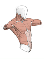 人体绘画参考
twi：kato_anatomy ​​​​