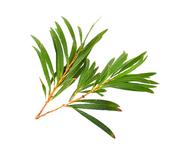 互生叶白千层/免抠/png