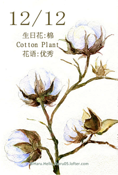 撒雪花的菇凉采集到生日花