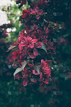 开花的苹果王苹果树春季枝条的垂直形象