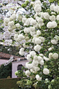 Chinese snowball! blooms in late spring and gets big - 12 to 20 feet tall and wide. looks like a hydrangea, but is actually a viburnum.