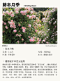 本期更新： #藤本月季#白花悬星藤#哈登柏豆#蓝雪花 #地被植物