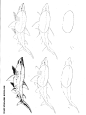 50种海洋动物画法-16