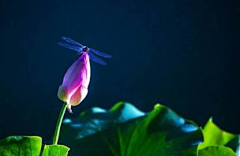 烟雨兰花采集到荷花（莲花）