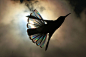飞舞在阳光下的蜂鸟，产生出的彩虹棱镜效果 - 生态摄影 - CNU视觉联盟