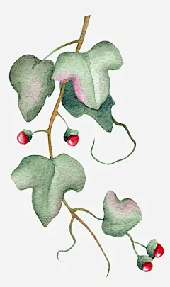 树叶下的红果实高清素材 PNG图形 手绘 树叶 植物 红果实 装饰 免抠png 设计图片 免费下载