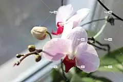 兰花 花壁纸 美丽的花朵 花朵 粉红色的花朵 自然 花卉背景 特写