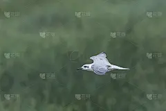 鸥喙燕鸥(geelochelidon nilotica)，原名尼罗燕鸥，是鸥科的一种燕鸥。坦桑尼亚恩