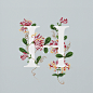 AN EDIBLE A–Z OF FLOWERS--英国插画师Charlotte Day