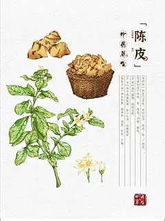 中草药黄精手绘插画-花瓣网