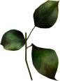 1200x1500px超大12.0MB玫瑰花png图标 玫瑰叶png图标 13个 rose icons - 国外网站设计欣赏 FOREIGN WEB DESIGN - 国外设计欣赏网站 - DOOOOR.com