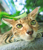 猫Moment
