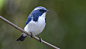 General 3562x2040 birds animals blue Ultramarine flycatcher