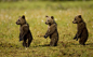 The three baby bears walking