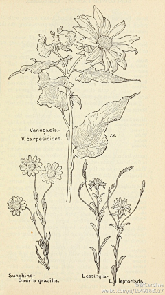 向日开花1采集到线稿