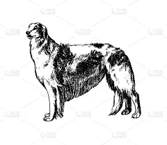 狗,动物手,可爱的,纯种犬,肖像,哺乳纲,自然美,复古,绘制,坐