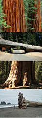 位于美国加州附近的Sequoia & Kings Canyon国家森林公园，拥有世界上最大最古老的红杉树（ giant sequoia）。