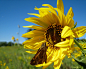 butterfly-on-yellow-flower.jpg (1024×821)