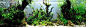 TOP 200 IAPLC - 国际水草造景比赛2012年。 AquaA3.com.br - 水族馆Alagoano
