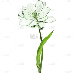 aba-aba采集到植物素材