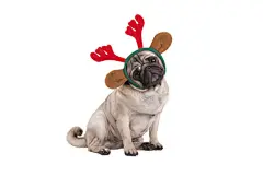 点击来源直接获取大图文件 |funny Christmas pug puppy dog sitting down, wearing reindeer antlers diadem, isolated on white background