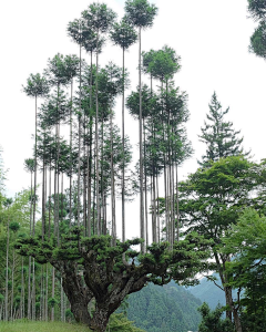 安_橙采集到场景参考-植被