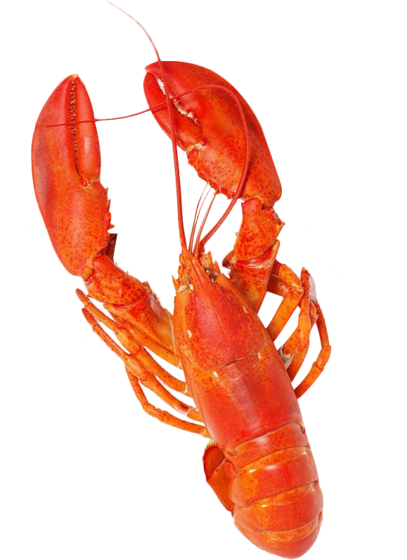 龙虾