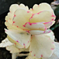 Kalanchoe Plant - How to Grow Care Guide