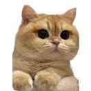 赖赖猴🐒