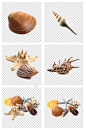 海洋生物