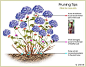 Hydrangea Pruning Tips