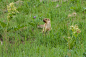 marmot