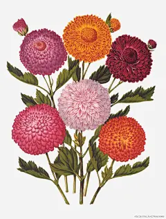 菊花插画