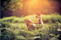 #美图摄影#晨曦，温柔的鹿。 | 英国摄影师Andrew Evans ​​​​
