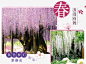 2019日本关东赏花紫藤粉蝶花漾协奏曲利百加旅行社 免抠png 设计图片 免费下载 页面网页 平面电商 创意素材