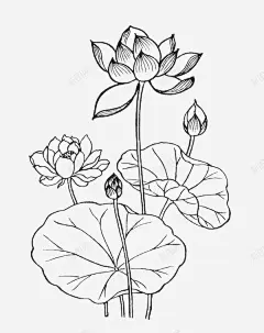 线条稿莲花儿 免费下载 页面网页 平面电商 创意素材