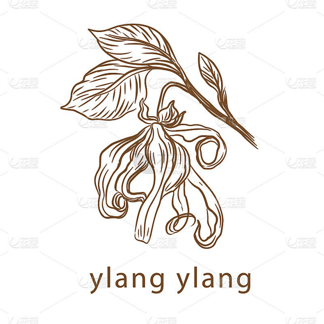依兰依兰花由一条线画。矢量插图。复古风格