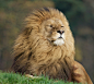 beautiful-wildlife:

Proud Cat by Michael Adcock
