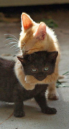 Origin丶折纸采集到猫