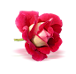 玫瑰 花卉 花朵 花瓣 无背景花朵素材 花边PNG 共享素材