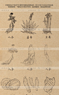 手绘草本药物中药线稿插图植物化妆品面膜EPS矢量包装设计素材